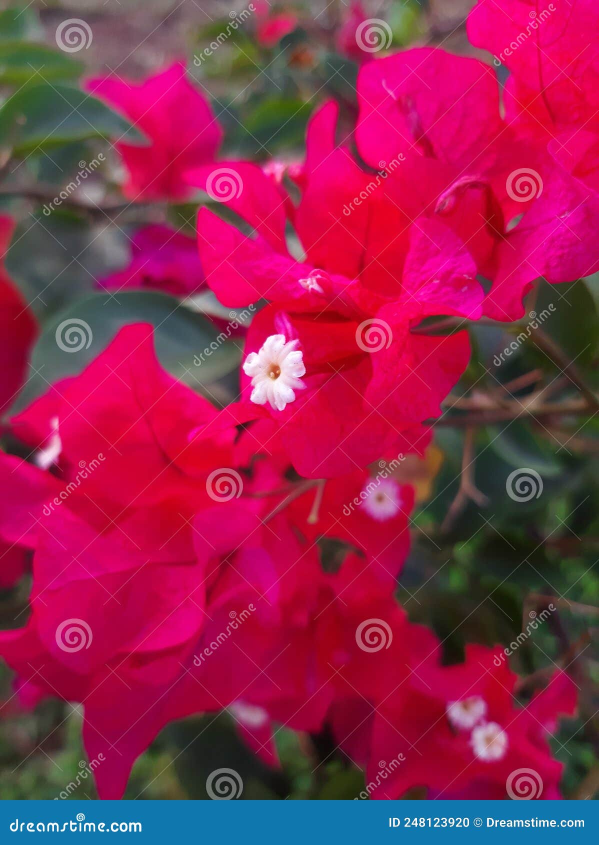 bougainvillea flower